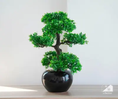 a bonsai tree in a black vase on a table at Stunning Palm Views Apt on the beach Dubai in Dubai