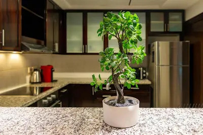 a small tree sitting on a counter in a kitchen at Lux BnB Travo Tower I Private Garden I Lake View in Dubai
