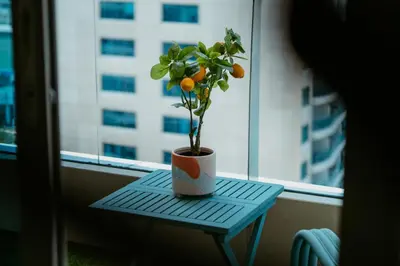 a potted plant sitting on a table in front of a window at Dubai Marina Delight: Spacious Retreat for Groups in Dubai