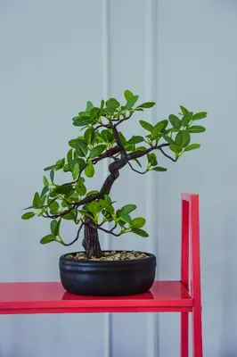 a bonsai tree sitting on a red table at New Modern Apartment 1BHK 5 min walk to Dubai Mall 99walk score in Dubai