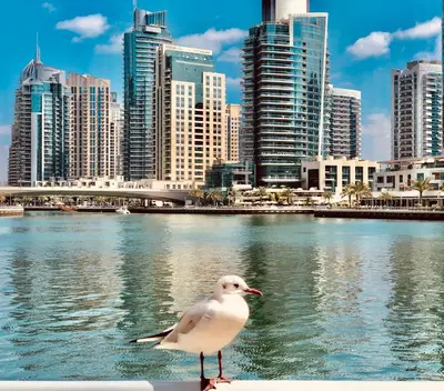 a seagull sitting on a railing in front of a city at Best Spot in Marina Dubai in Dubai