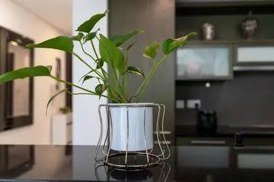 a plant in a vase sitting on a counter at New Ultimate Stay 5 min walk from Dubai Mall Lofts Tower 5 pax in Dubai