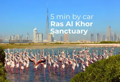 a flock of flamingos in the water with a city in the background at SettlerHomes - Serene Downtown Stay on the High-Floor in Dubai