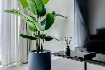 a large green plant in a blue vase in a room at Beach Vista - Private Beach & Palm Jumeirah Views in Dubai