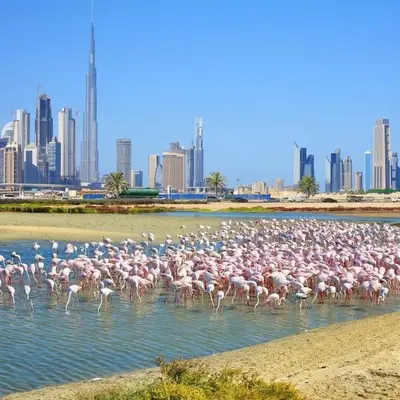 a large flock of pink flamingos standing in the water at Luxury 42-Floor 1BR flat in Harbour Views in Dubai