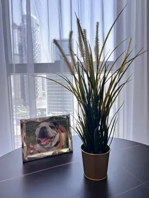 a picture of a potted plant sitting next to a window at Gennaro's Home at 15 Northside Business Bay in Dubai