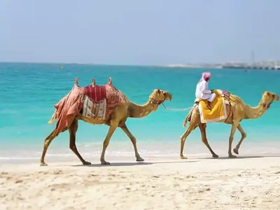 two men riding camels on the beach at Lovely Studio in Dubai Marina near Beach and Metro Z417 in Dubai