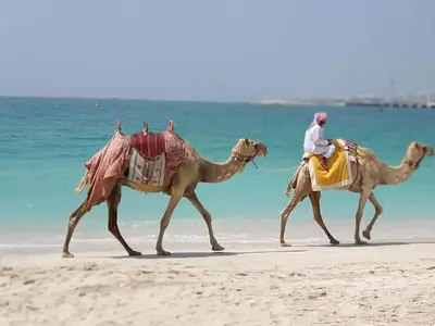 two men riding camels on the beach at 1Bedroom Apartment in Dubai Marina near to beach & Metro Z1006 in Dubai