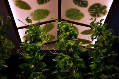 a green plant in front of a window with lights at Botanic Apartment 1BR, Pool, Tennis Court in Dubai