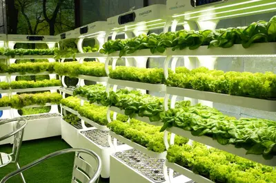 a display of green plants on white shelves at Treppan Hotel & Suites By Fakhruddin in Dubai
