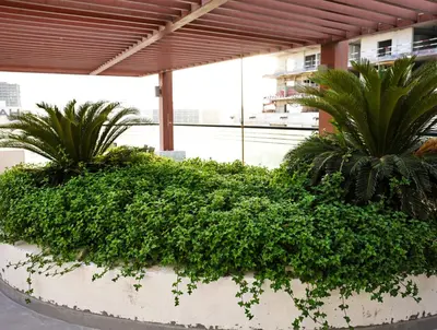 a planter with green plants in a building at Elegant Studio with Pool & Gym in JVC in Dubai