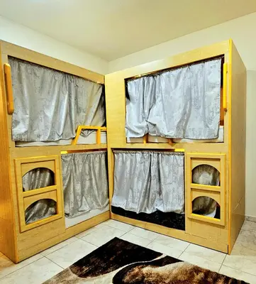 two dogs in a room with two windows at PHOENIXWAVES VACATIONAL HOMEs in Dubai