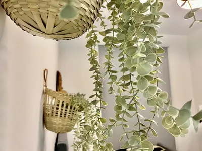 a plant hanging from a ceiling in a room at Karama pretty unit near metro in Dubai
