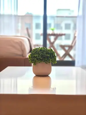 a potted plant sitting on a table in a living room at Stylish New Studio Apartment with Balcony in Dubai