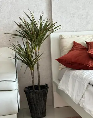 a plant in a black basket next to a bed at Helena - spacious studio with canal view and big Balcony in Dubai