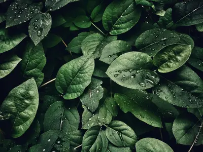 a group of green leaves with raindrops on them at A981 - kasturba Apt gandhi road in Dubai