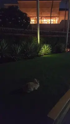 a rabbit laying in the grass at night at Ramadan Staycay King suite sunset stay sauna beachfront tennis pool and 24h security in Dubai