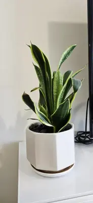 a plant in a white pot sitting on a desk at Elite Residence, Marina in Dubai
