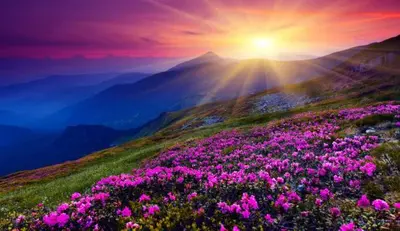 a field of pink flowers in front of a sunset at X8363 - Apartment #101, Floor - 1, Dubai Investmen in Dubai