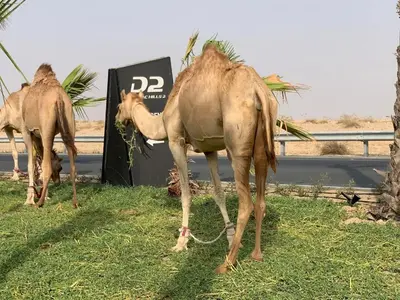 two camel standing in the grass next to a road at 1 BR luxury flat Damac hills2 in ‘Ūd al Bayḑāʼ