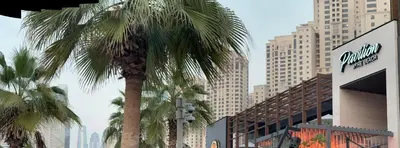 a palm tree in a city with tall buildings at palm tree Jbr in Dubai