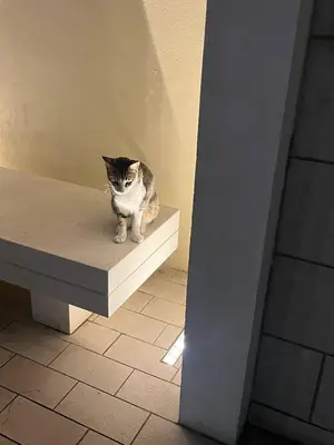 a cat sitting on a bench in a room at La Cote, free Beach access in Dubai
