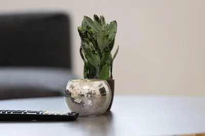a plant in a vase on a table next to a remote control at 1Bedroom in Marina with Metro and Tram Access in Dubai
