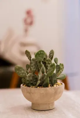 a small plant in a pot on a table at CitiHome Elegant 2BR - Private Beach and Marina View in Dubai