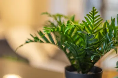 a green plant in a black pot on a table at Big Studio in Rimal at The Beach JBR in Dubai