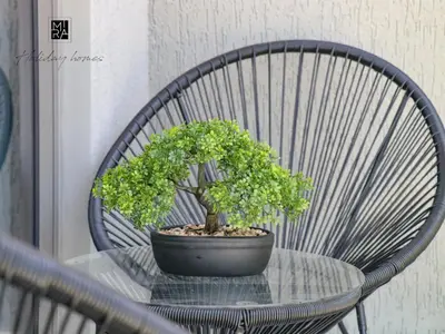 a potted tree sitting on a glass table in a chair at Mira Holiday Homes - Newly Furnished 1 bedroom in Creek Vista Tower B Sobha Hartland in Dubai