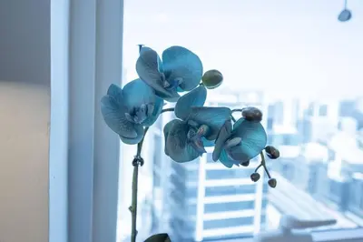 a plant with blue flowers in front of a window at At The Top Burj View STUDIO - Special offer in Dubai